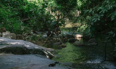 Ekosistem Sungai: Kehidupan Yang Bergantung Pada Aliran Air