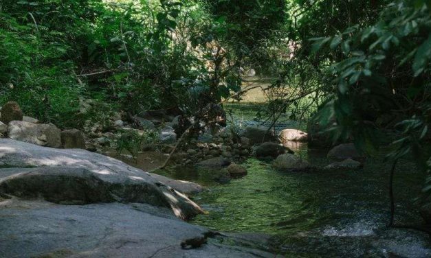 Ekosistem Sungai: Kehidupan Yang Bergantung Pada Aliran Air