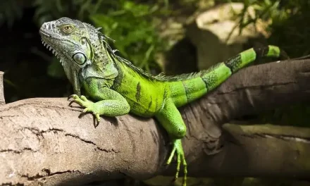 Mengenal Karakter, Habitat, Dan Kehidupan Reptil Predator