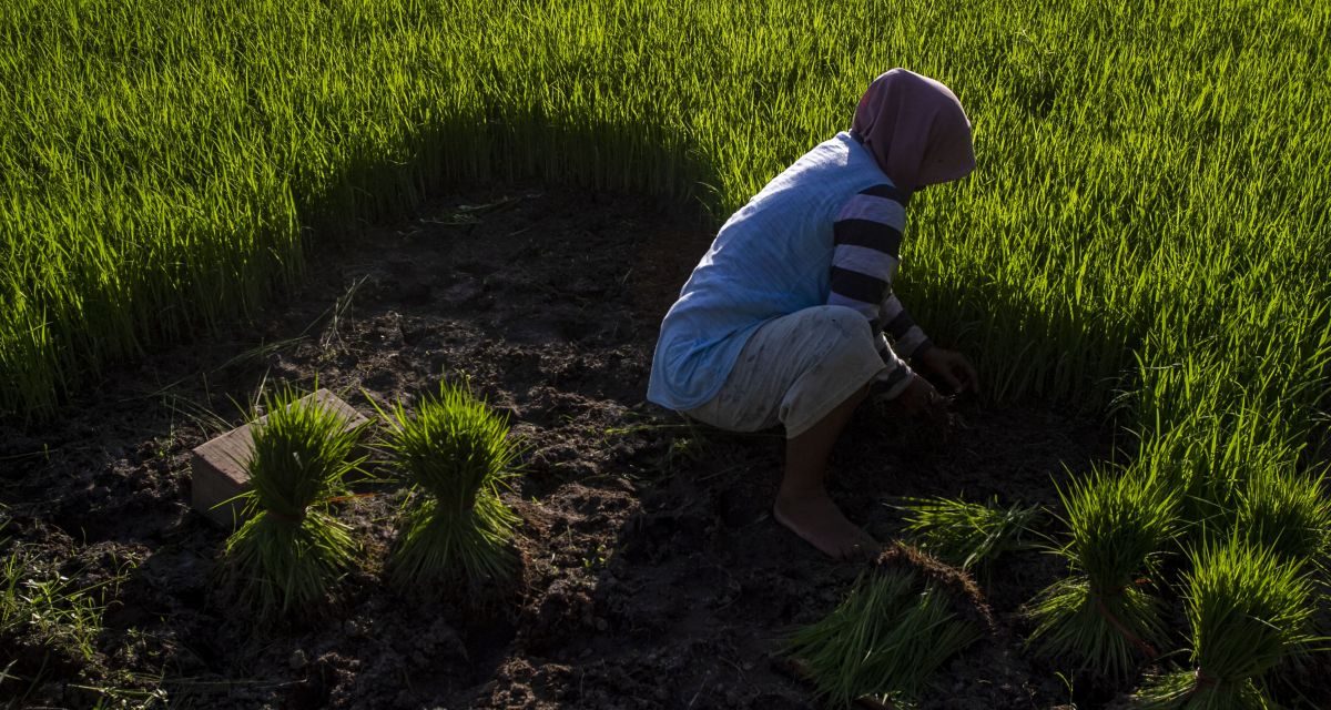 Krisis Regenerasi Petani: Masa Depan Pertanian Anak Muda
