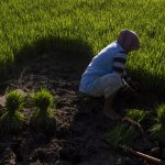 Krisis Regenerasi Petani: Masa Depan Pertanian Anak Muda