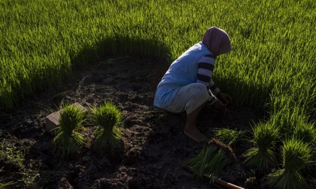 Krisis Regenerasi Petani: Masa Depan Pertanian Anak Muda